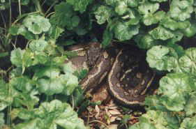 Snake im Springbrook National Park